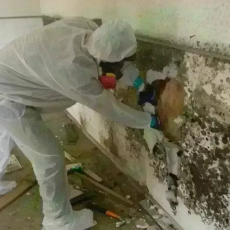 Mold Remediation and Removal in Clemmons, NC